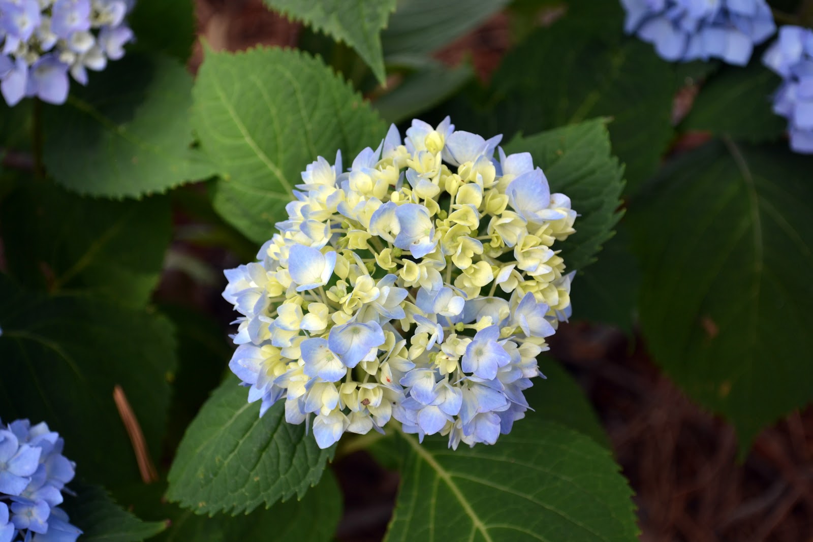 How Much Are Hydrangeas - how much are hydrangeas per stem