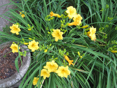 Flower Update: Front Yard Blooms • Ugly Duckling House