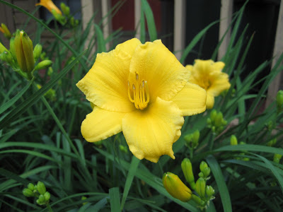 Flower Update: Front Yard Blooms • Ugly Duckling House