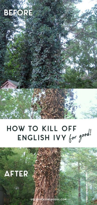 How to Kill Off English Ivy • Ugly Duckling House