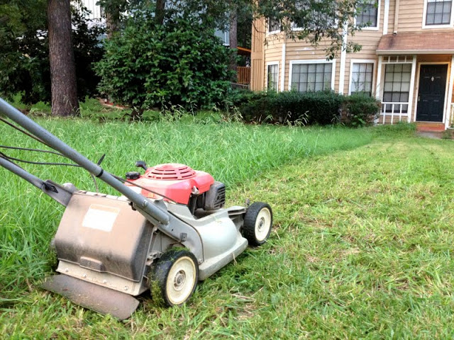 Take a break from mowing the grass for a while after you overseed the lawn. 