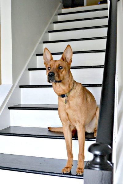 dog on black and white painted staircase
