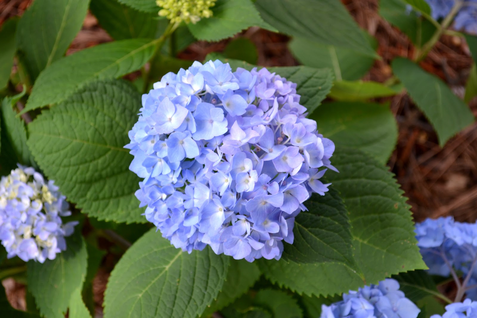 4 Easy Tips for Growing Hydrangeas • Ugly Duckling House