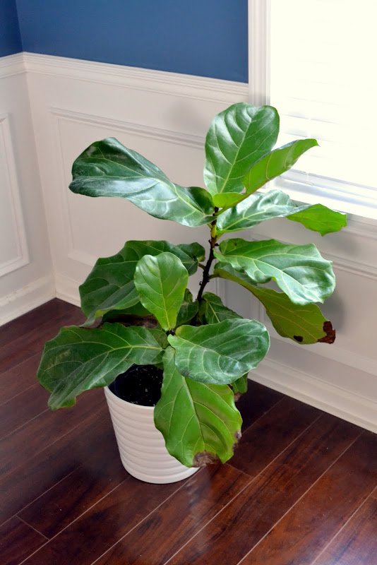 Design Blogger Cliché - My Fiddle Leaf Fig