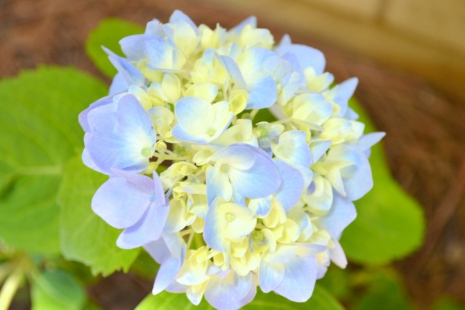 blue and white hydrangea