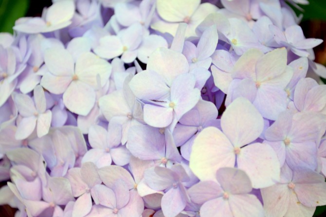 lilac hydrangeas