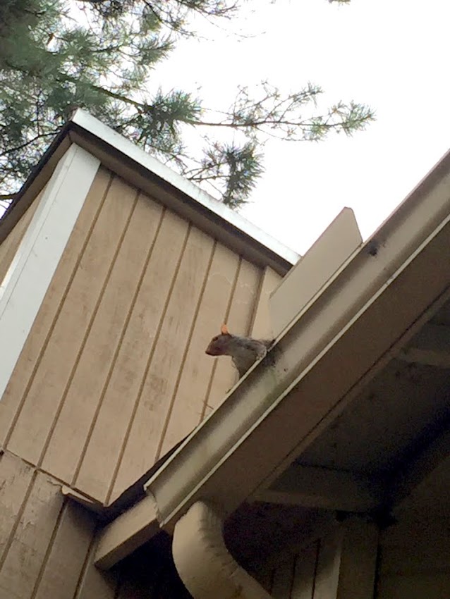 Squirrels in the Loft – What Should You Do