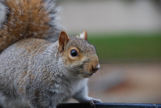 Roofers Trap Squirrels in Attic! What Now!? 