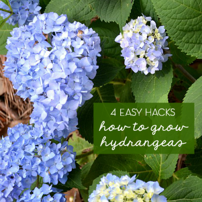 4 Easy Tips for Growing Hydrangeas • Ugly Duckling House