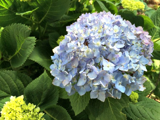 How to Get Hydrangeas to Change Color • Ugly Duckling House