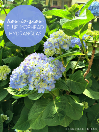 How to Get Hydrangeas to Change Color • Ugly Duckling House