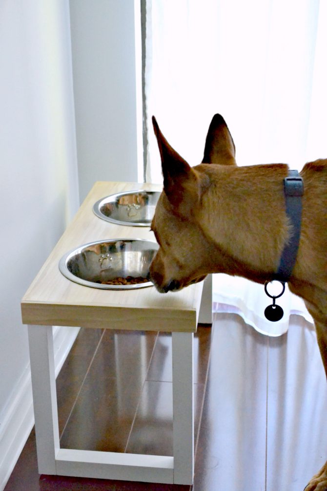 DIY slow feeder for my dog: here it is next to his old bowl. Its a