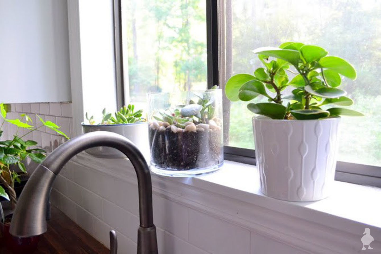 plants and succulents along kitchen sink