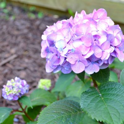 Corner Garden Update: Summer Hydrangeas In Bloom • Ugly Duckling House