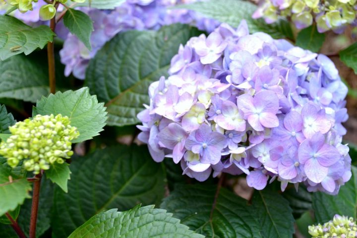 Corner Garden Update: Summer Hydrangeas In Bloom • Ugly Duckling House