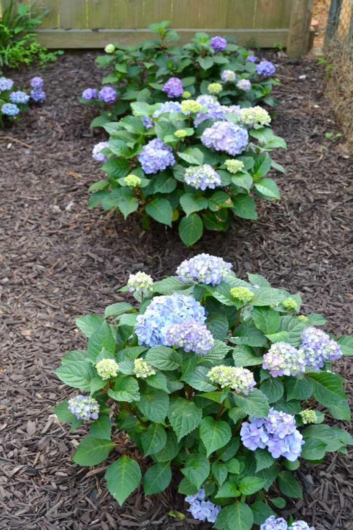 Corner Garden Update: Summer Hydrangeas In Bloom • Ugly Duckling House