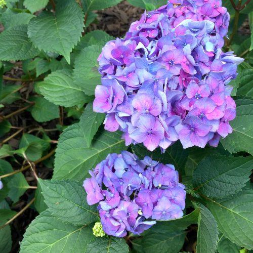 My New Hydrangea Corner Garden • Ugly Duckling House