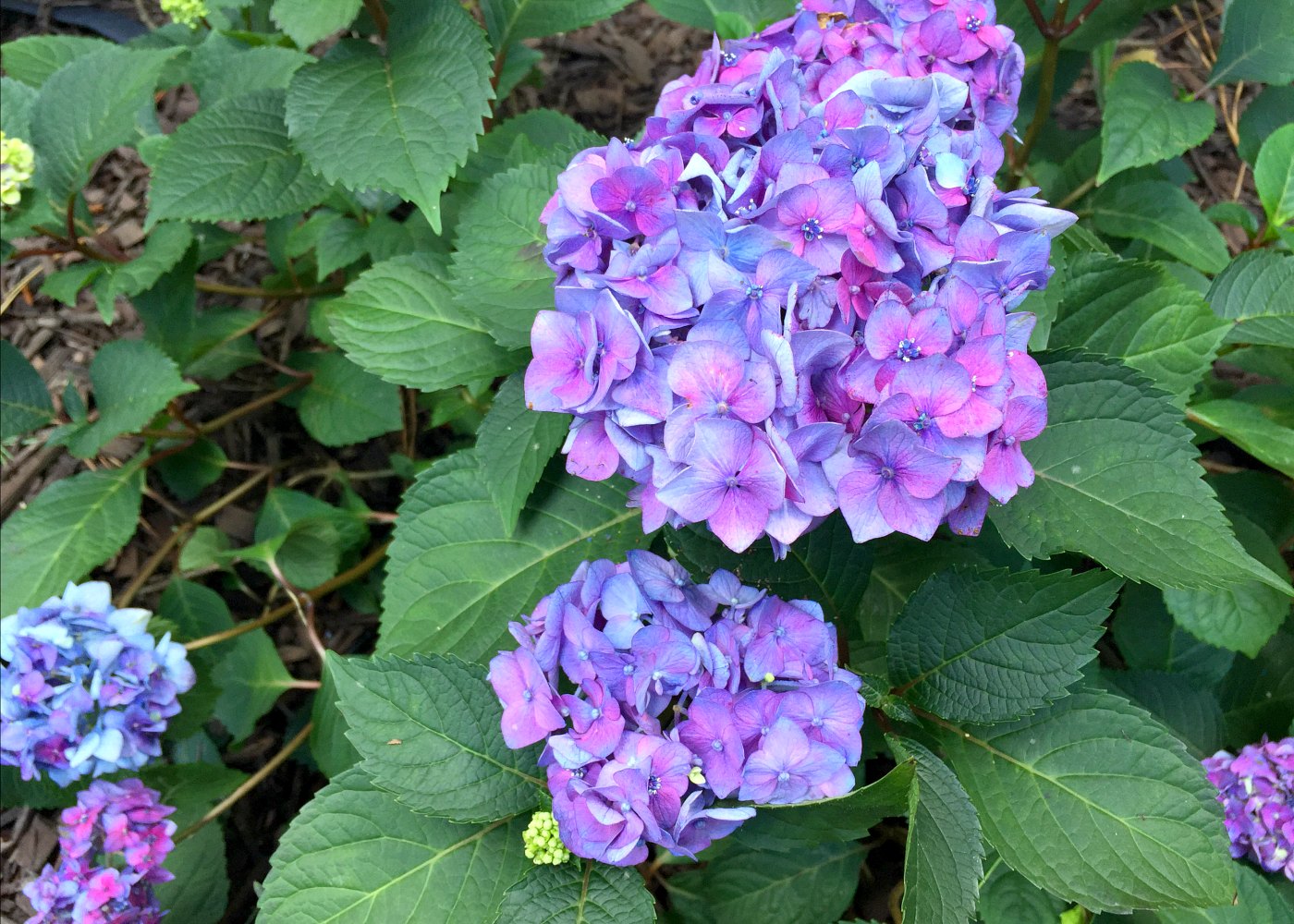 vibrant colors from Bloomstruck hydrangeas