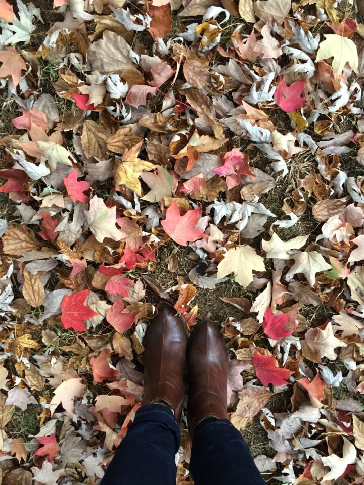 first day of fall - fallen leaves