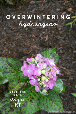 When & How to Prune Hydrangeas (Fall & Winter Care) • Ugly Duckling House