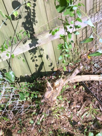 Removing the Chain Link Fence! (And Trying to Be a Good Neighbor ...