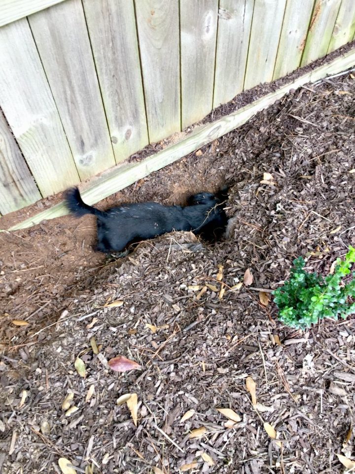 Stella digging in hedge line