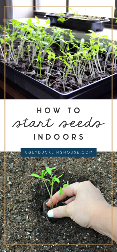 Growing Seedlings For My First Veggie Garden • Ugly Duckling House