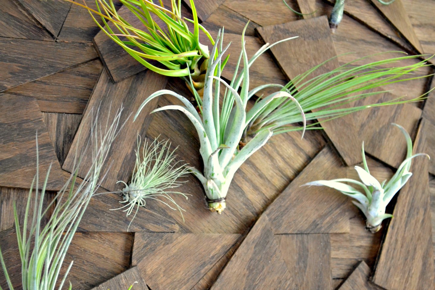 closeup diy air plant wall art