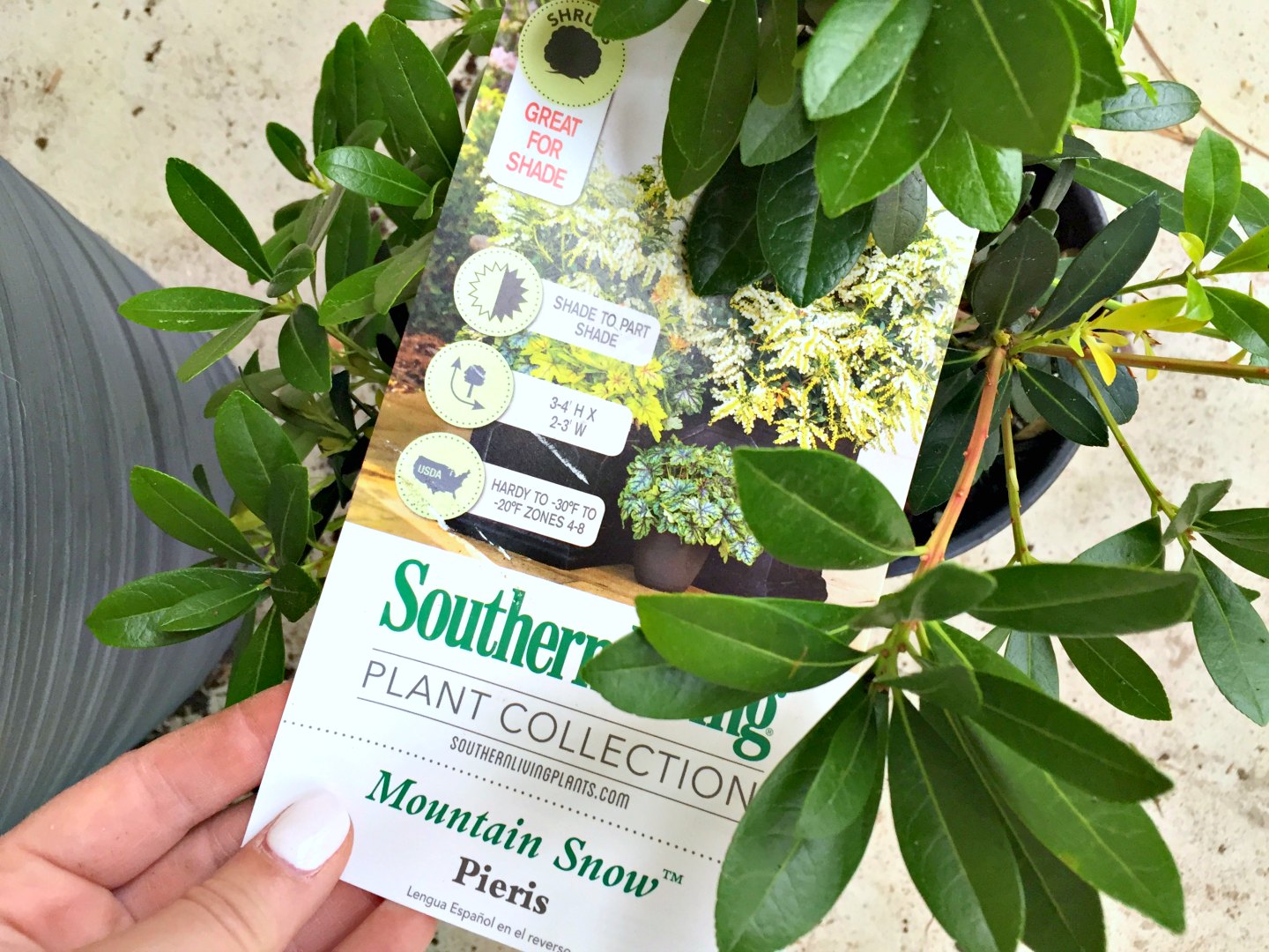 southern living plant collection mountain snow pieris - great for shade containers
