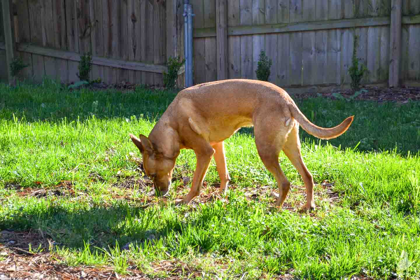 how do you keep a dog house cool