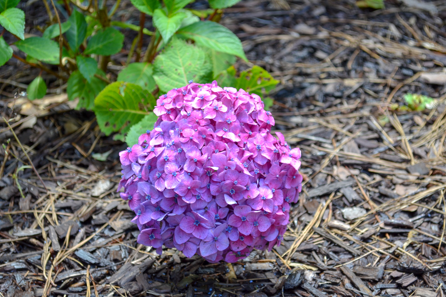 Purple hydrangea