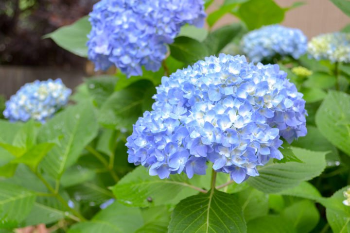 FAQs About Hydrangeas: How to Grow Hydrangeas | Ugly Ducking House