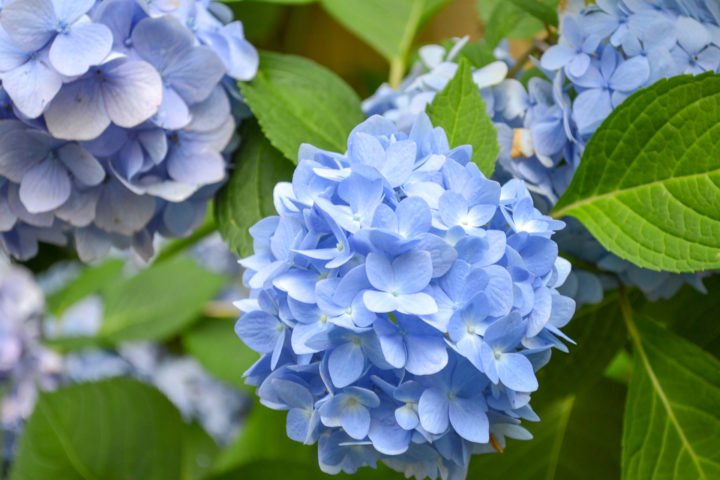 FAQs About Hydrangeas: How to Grow Hydrangeas | Ugly Ducking House