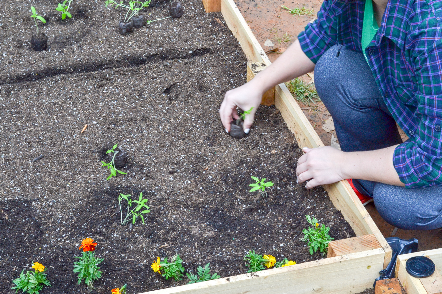 digging in small rows to plant tomatoes in the raised garden bed