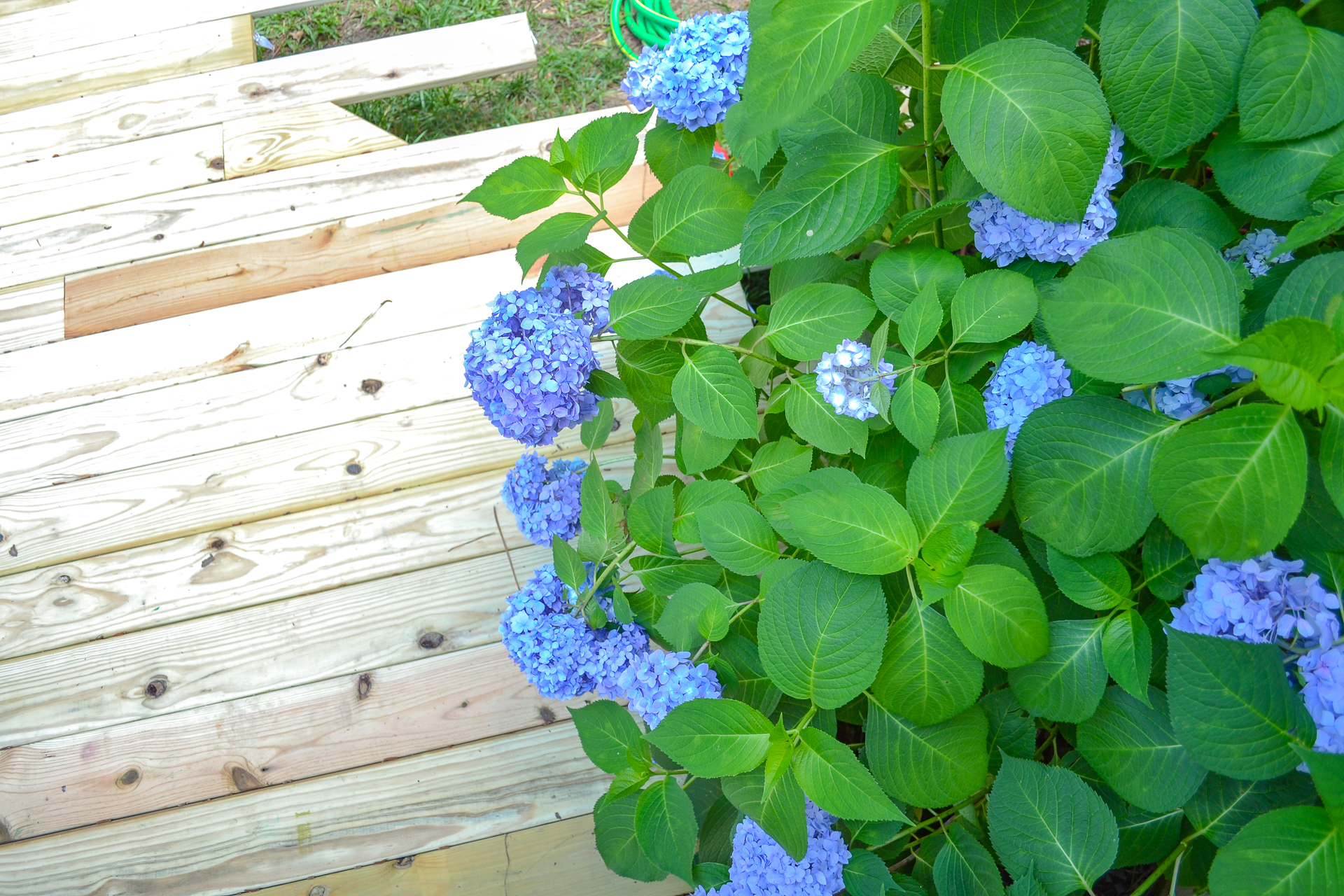 FAQs About Hydrangeas: How to Grow Hydrangeas | Ugly Ducking House