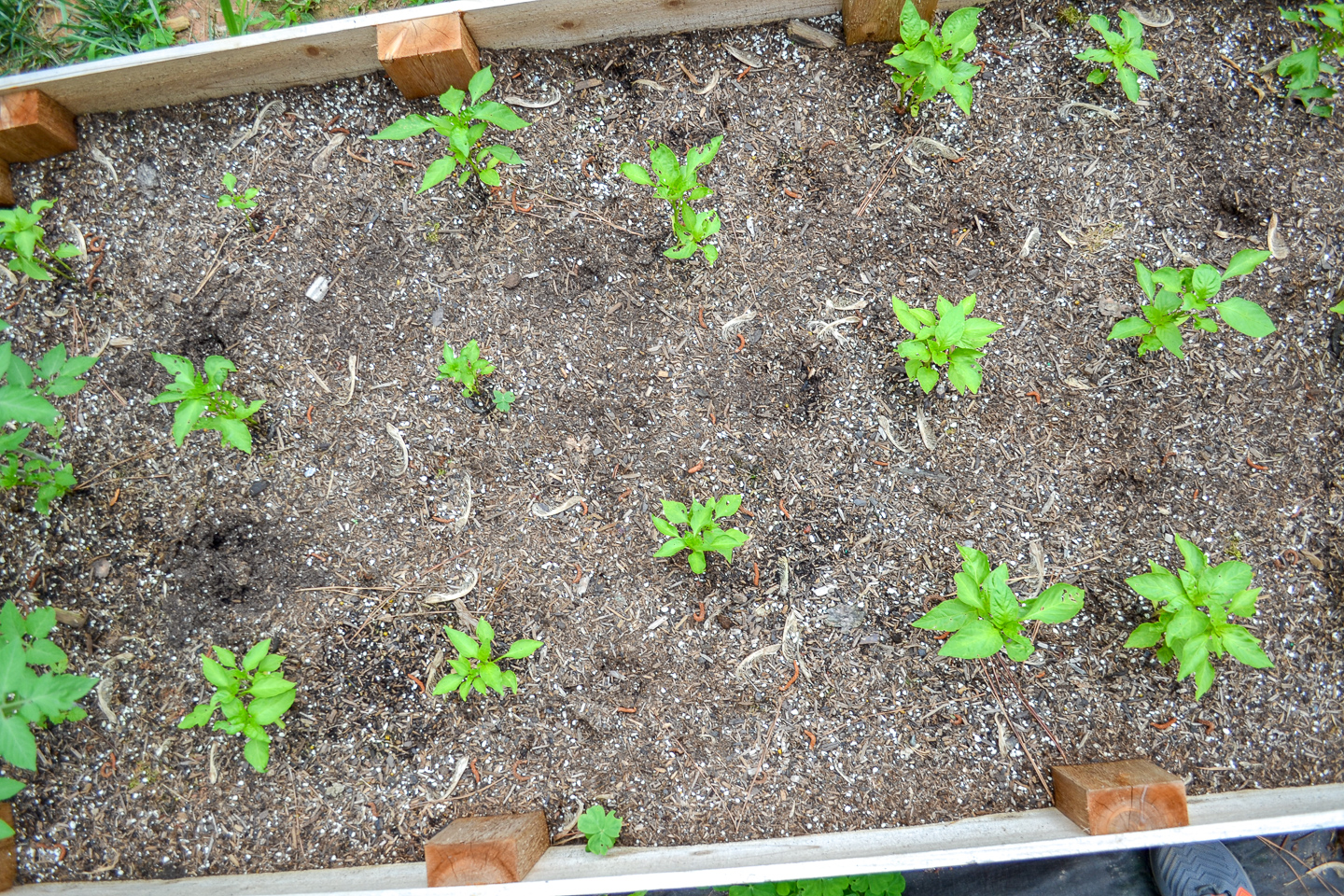 overhead view pepper plants in garden bed