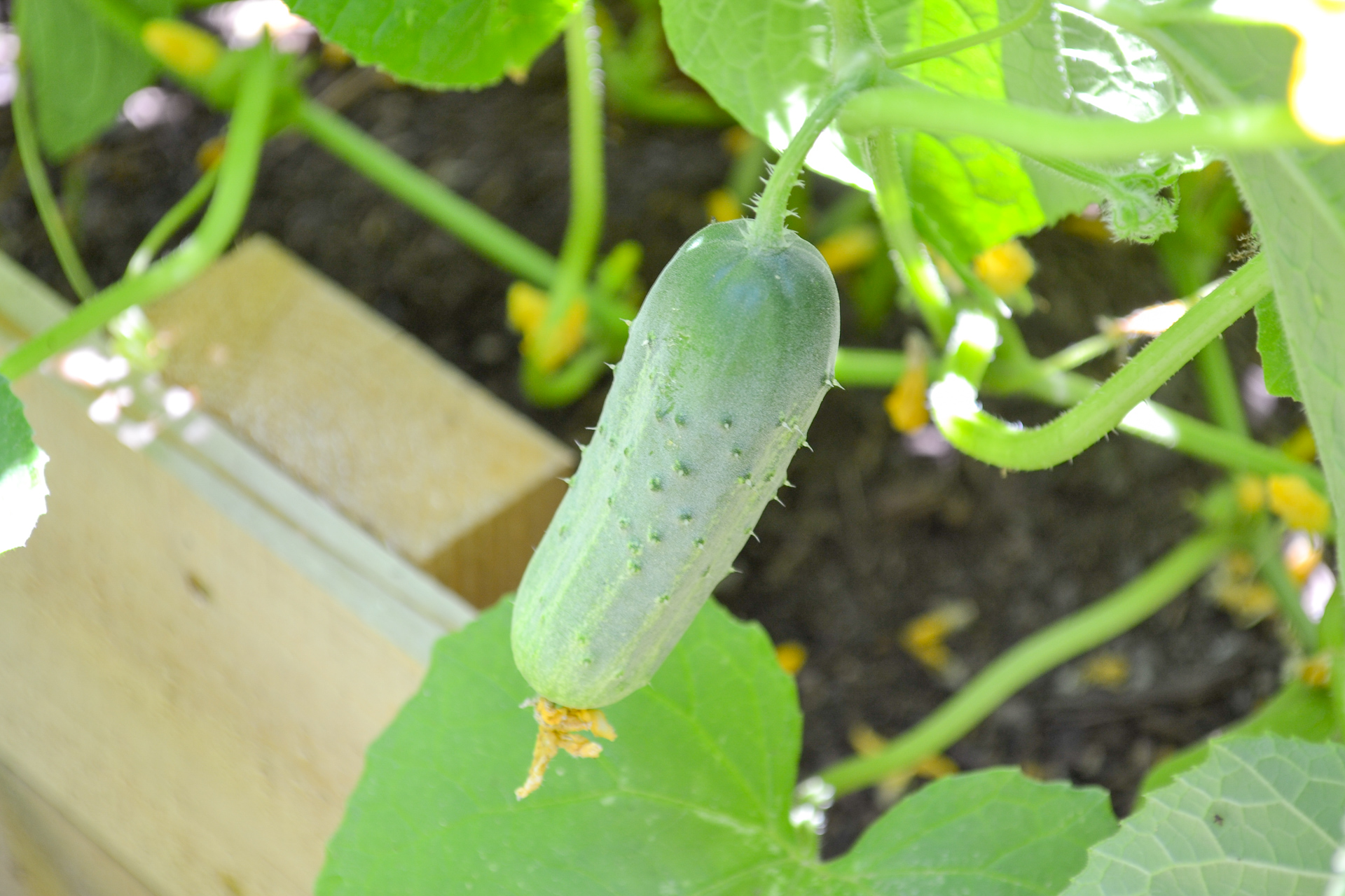 baby cucumber growing in