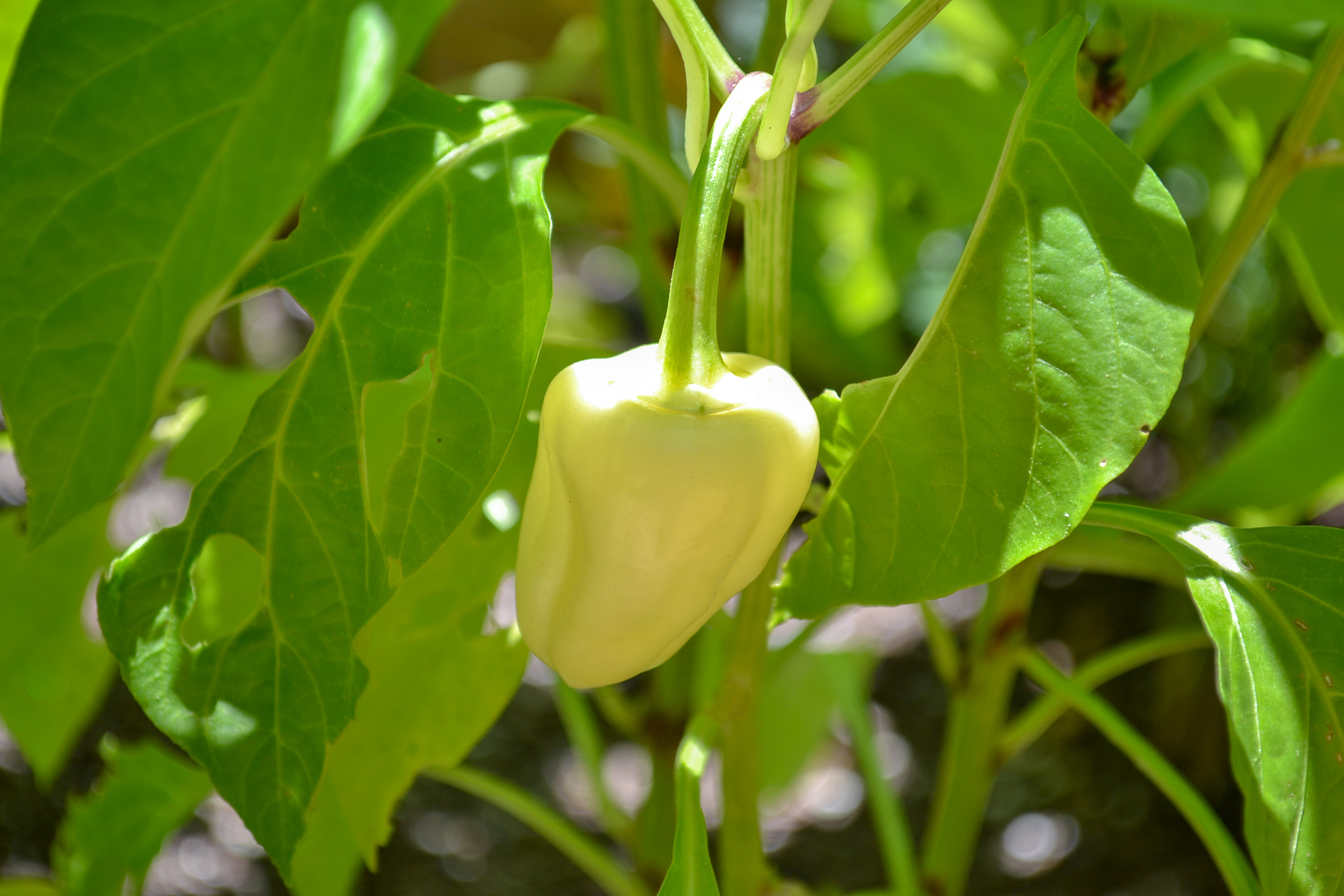 bell pepper growing in