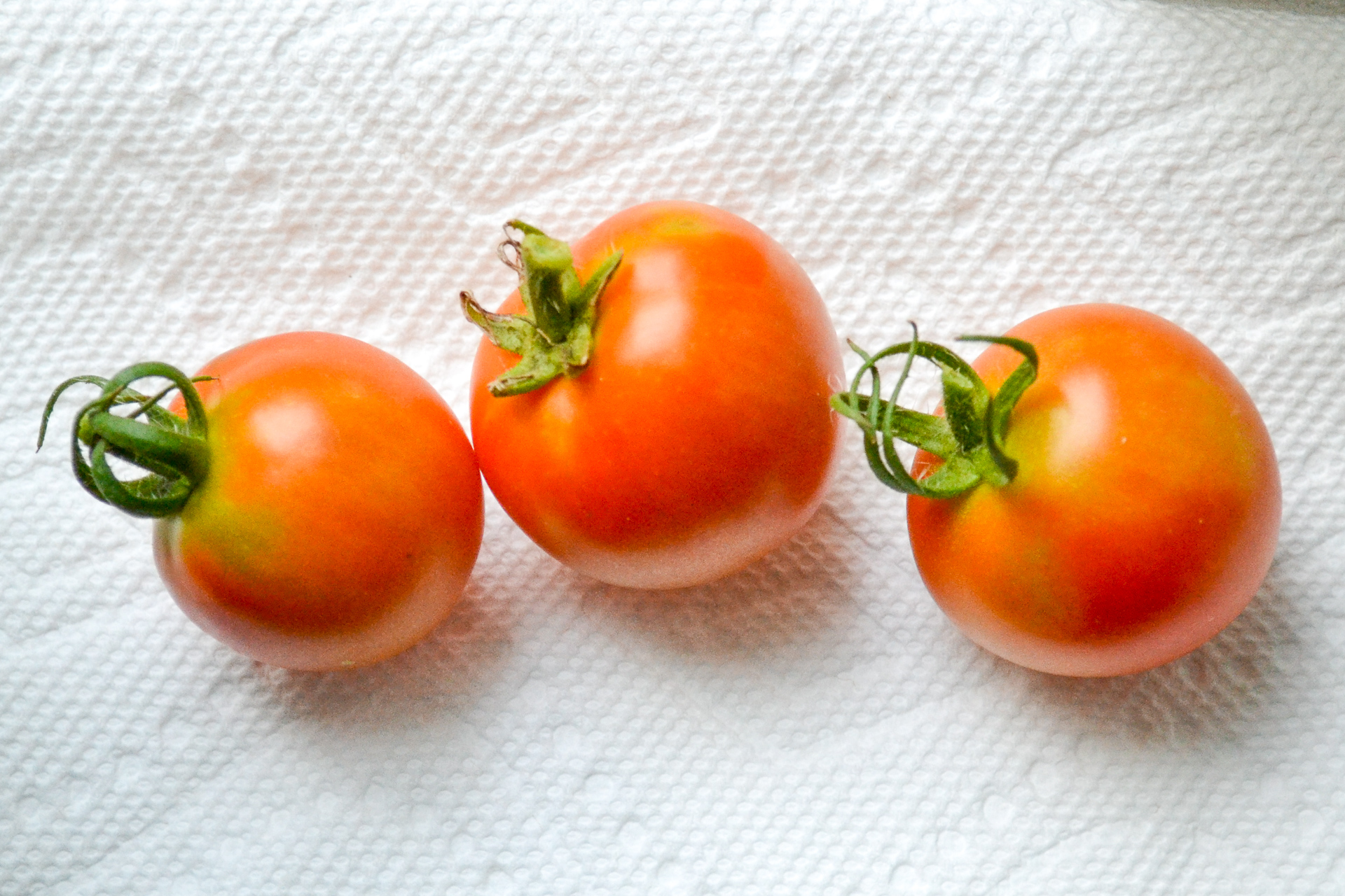 laying out tomatoes on windowsill to ripen