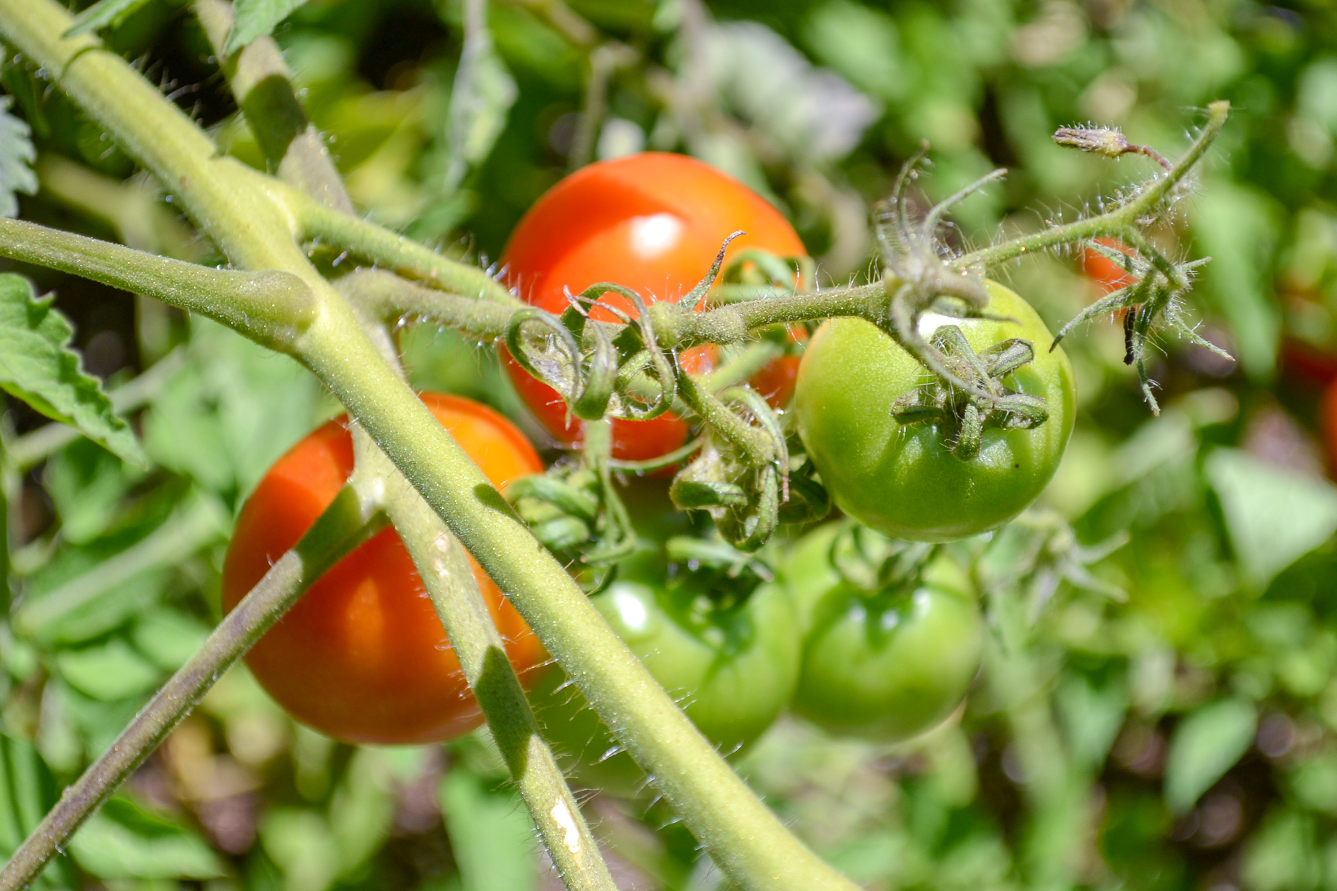 mix of ripe and green tomatoes on vine