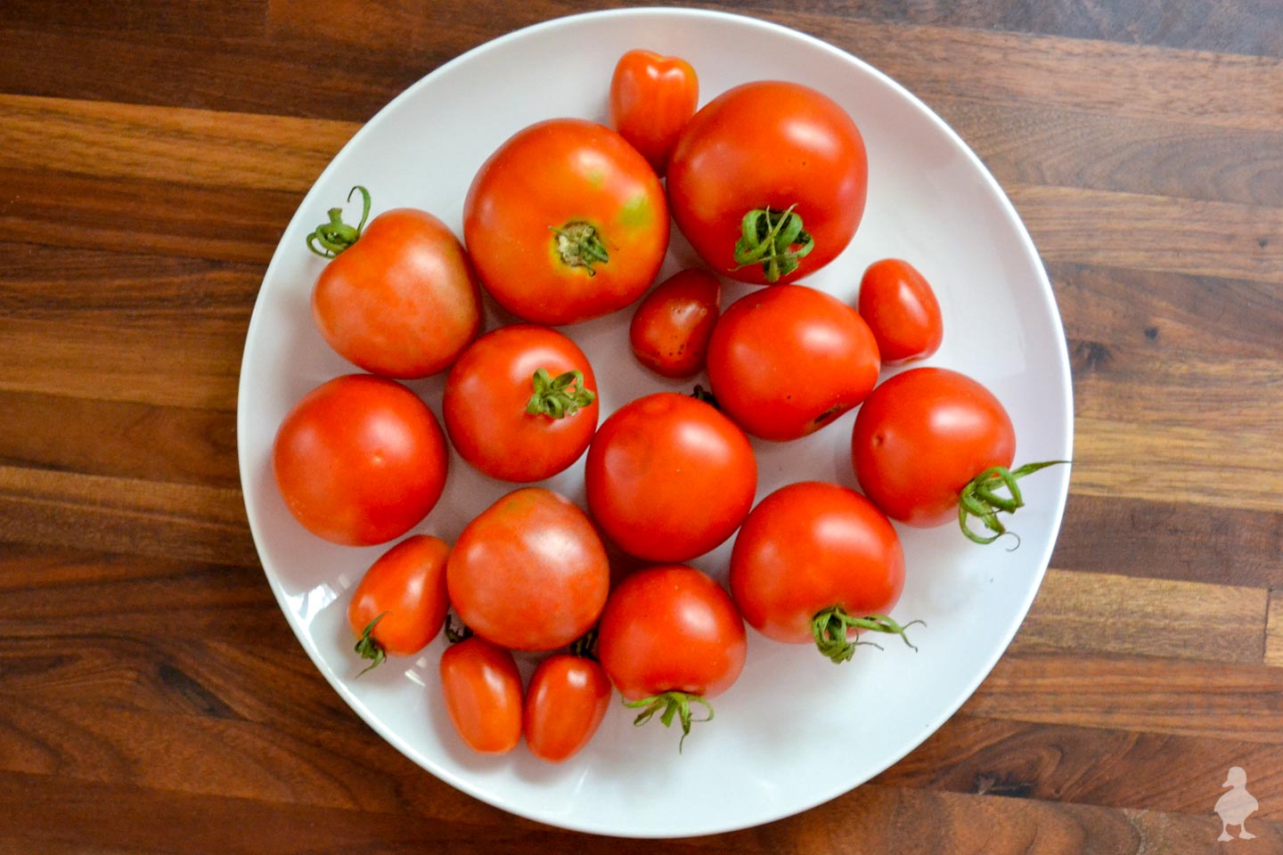 plate of freshly picked tomatoes