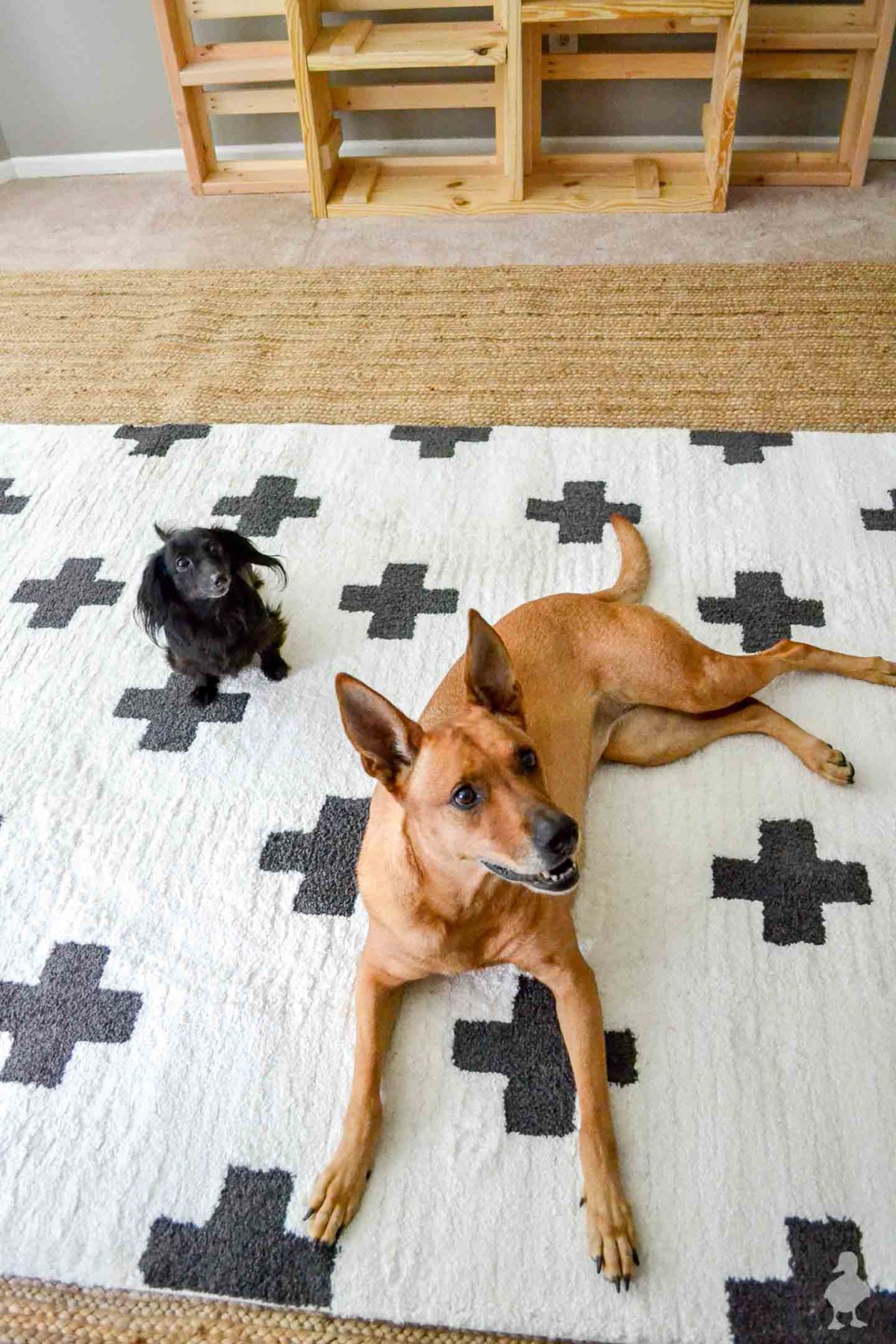Stella and Charlie - dogs laying on new rugs in master bedroom