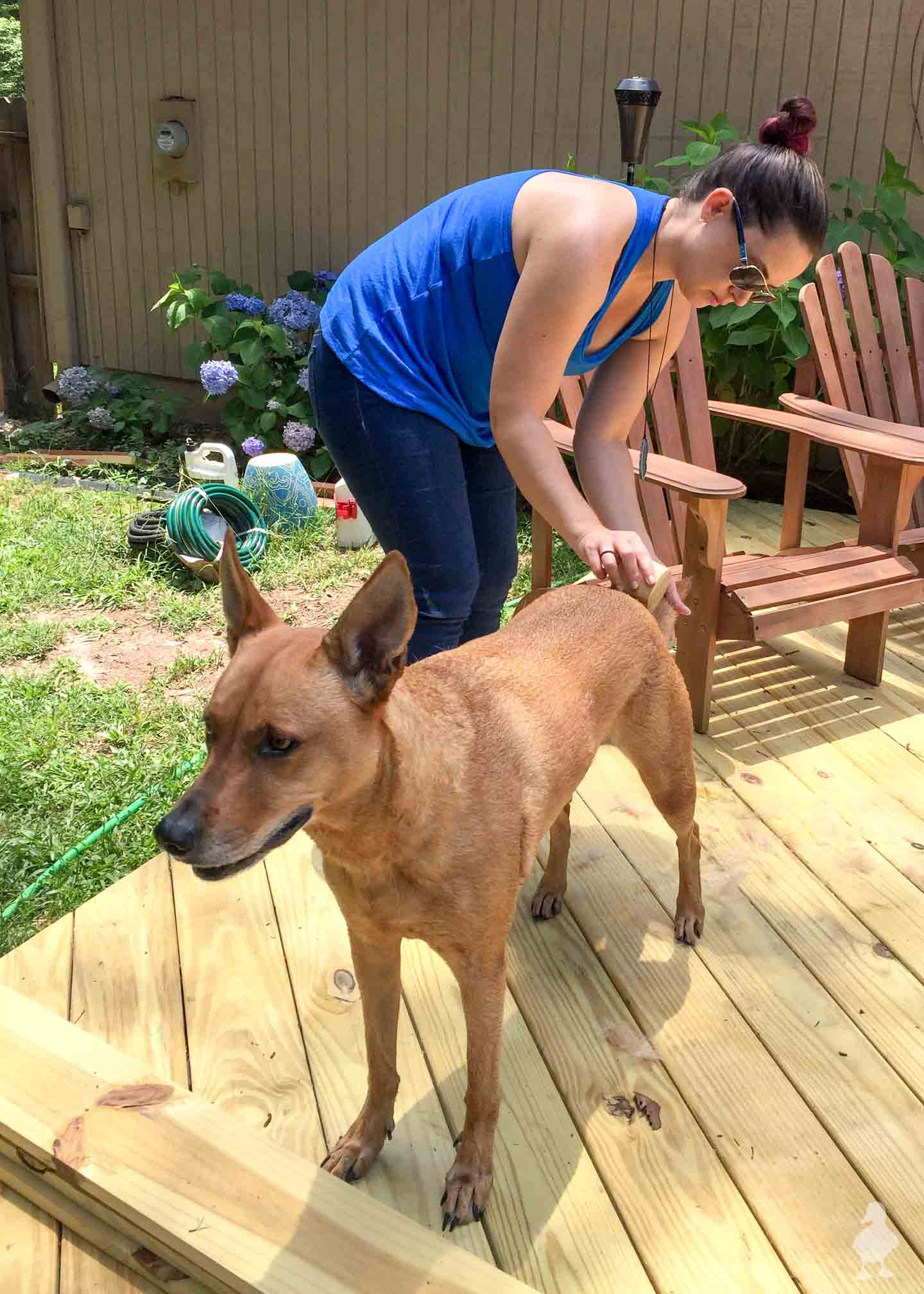 how do you keep a dog house cool