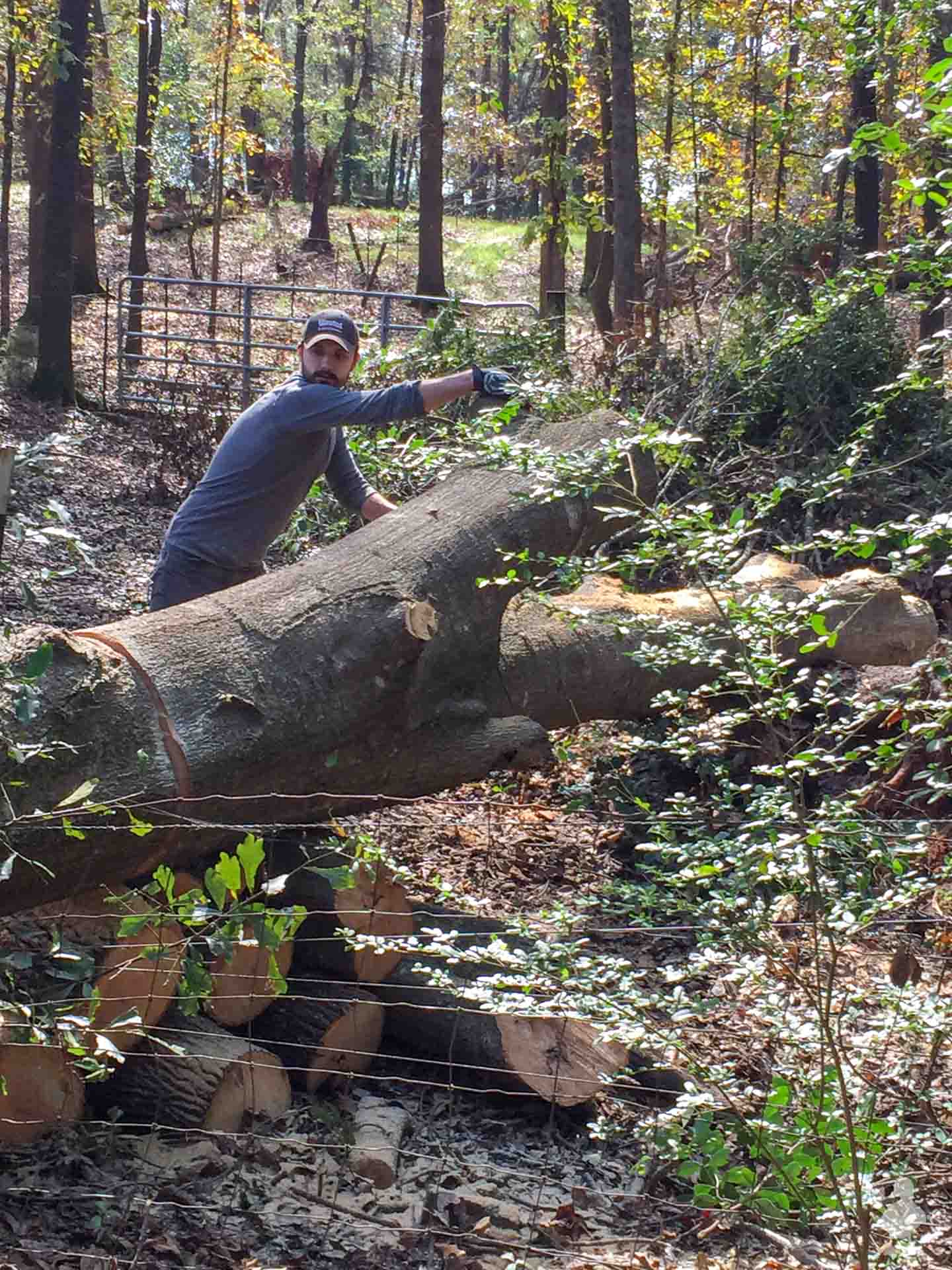 cutting down trees in Americus-5