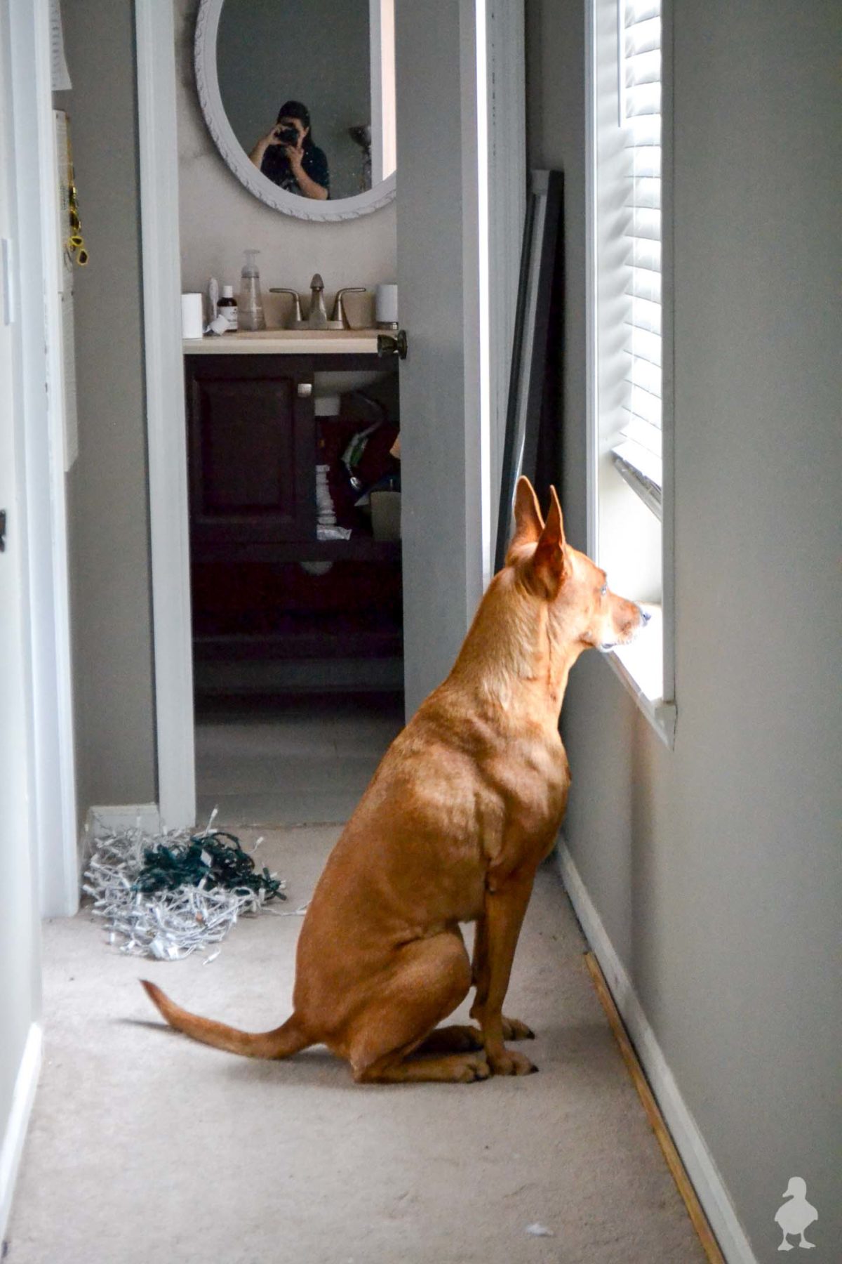 Dog barking at cheap window at night