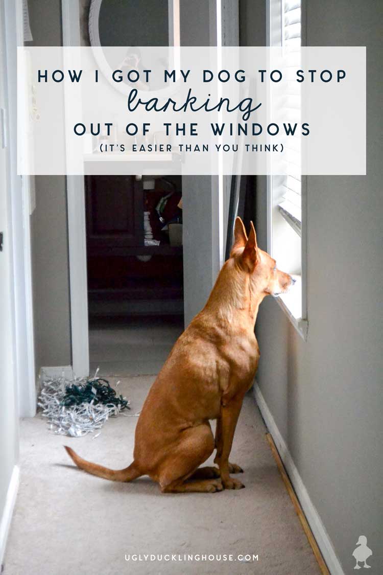 How I Installed Frosted Window Film — and Got the Dog to Stop Barking