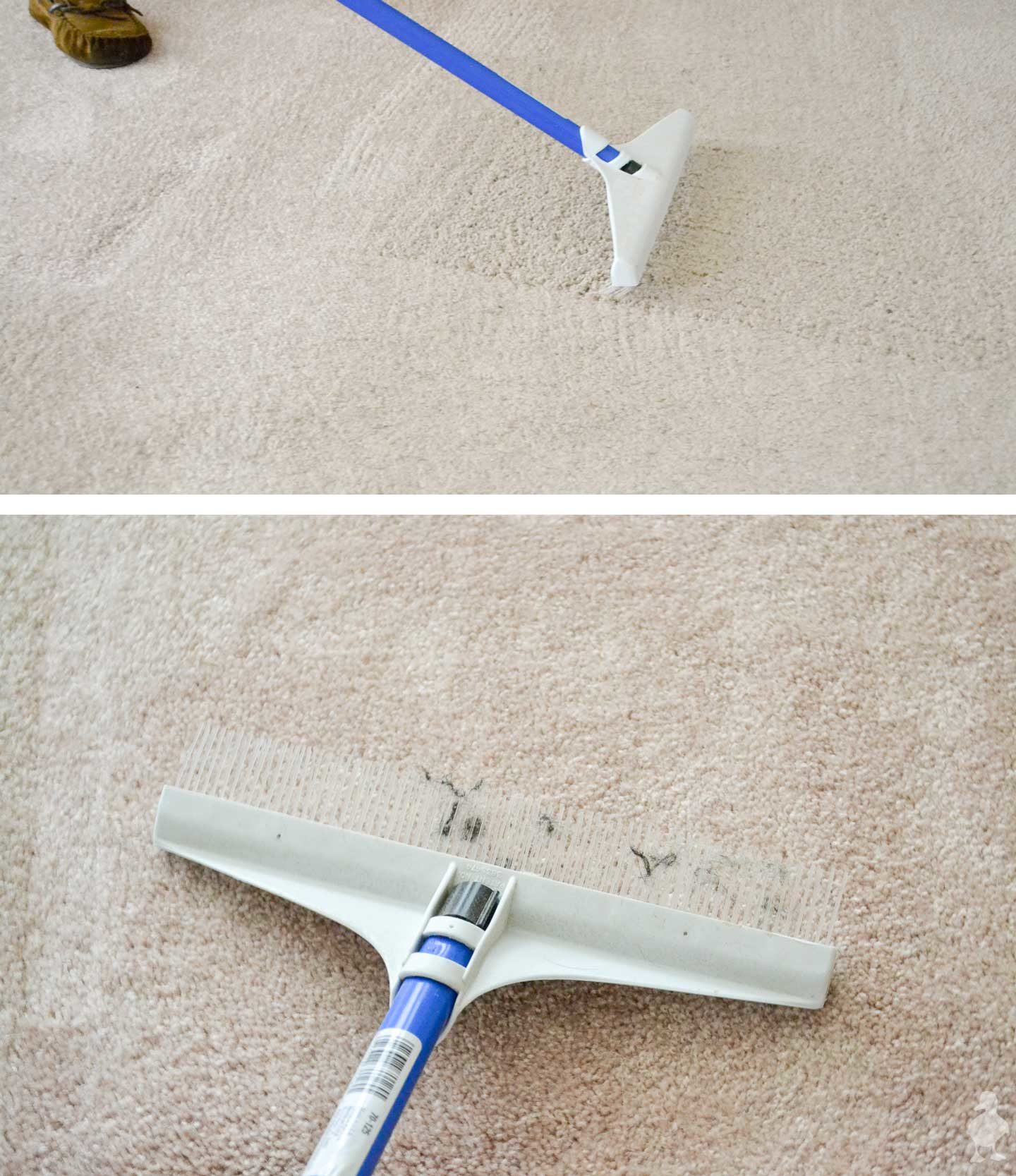 use carpet rake to clean out dog hair and refresh carpet
