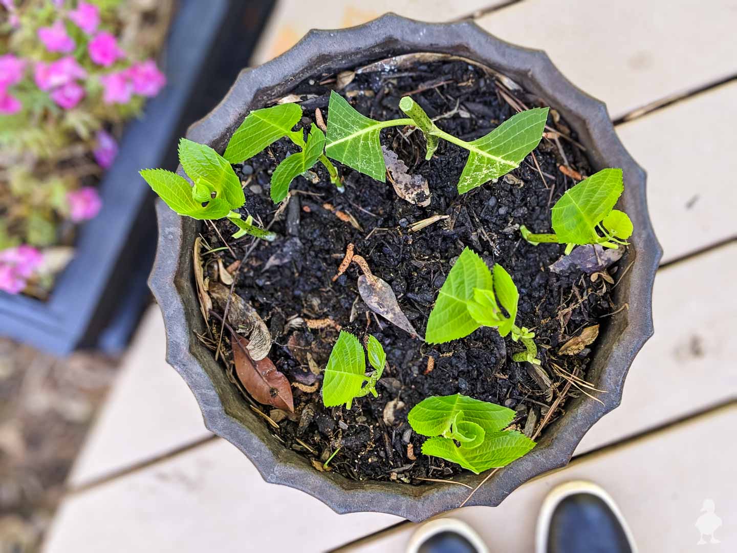 Image of Single hydrangea in pot on windowsill outdoors