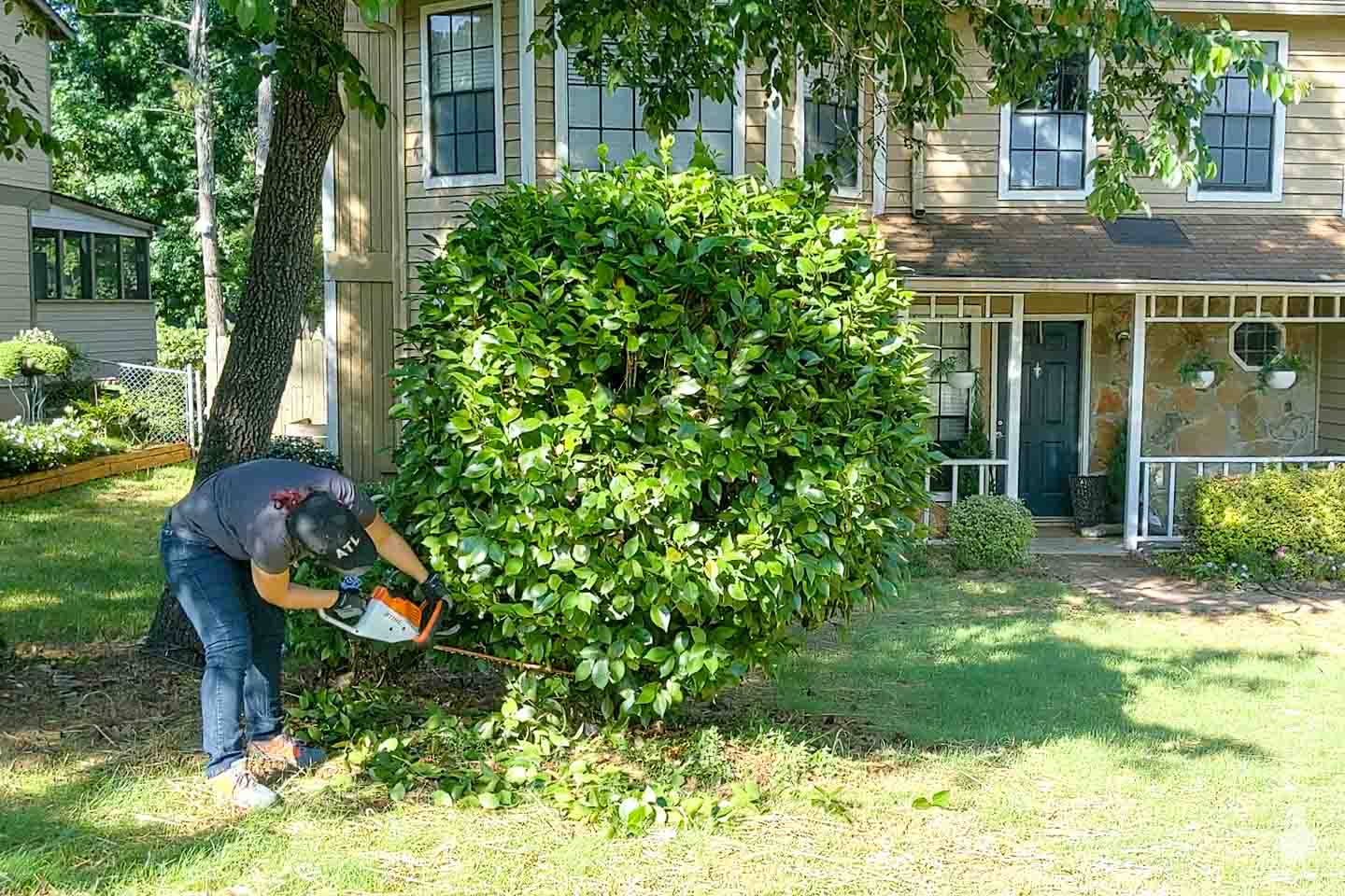 trim the base of the shrub to form a trunk