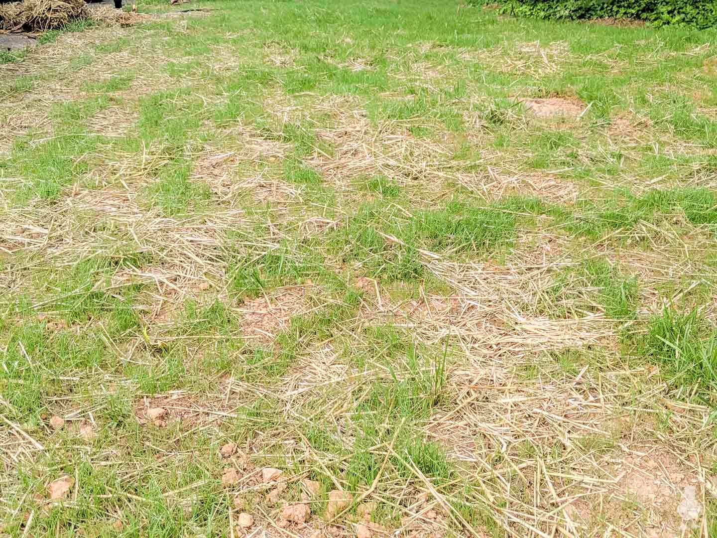 straw and growing new grass